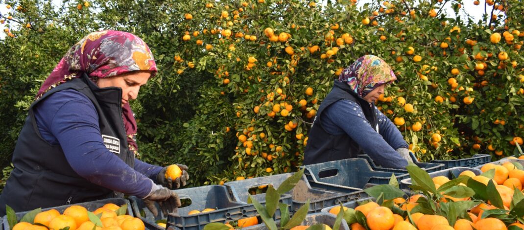 HBB üreticiden satın aldığı 320 ton mandalinayı vatandaşlara dağıttı