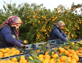 HBB üreticiden satın aldığı 320 ton mandalinayı vatandaşlara dağıttı