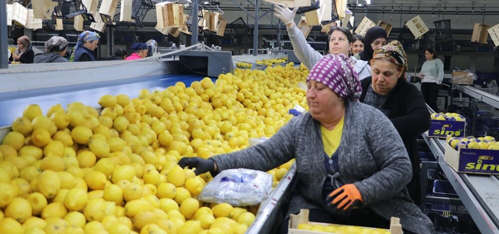 Türkiye’nin 3 aylık yaş meyve sebze ihracatını Doğu Akdeniz illeri sırtladı