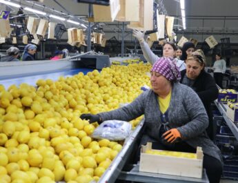 Türkiye’nin 3 aylık yaş meyve sebze ihracatını Doğu Akdeniz illeri sırtladı