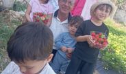 Altınözü’nde bir ilke imza atan çilek bahçesi misafirlerini ağırlamaya devam ediyor